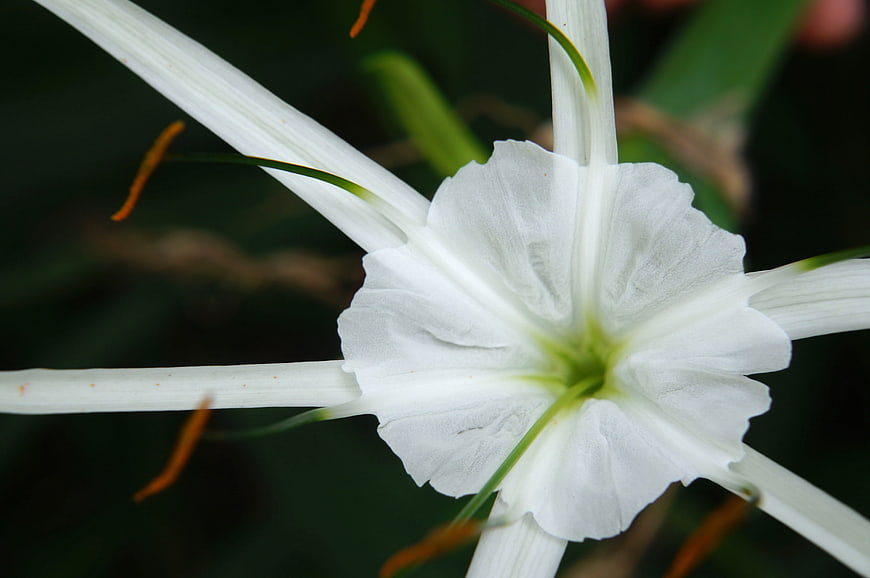 Close-up of White Spider Lily Flower with Dark Background