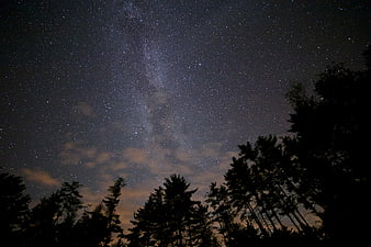 Milky Way Galaxy Over Silhouetted Pine Trees at Night