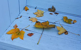Fallen autumn maple leaves on a blue wooden bench