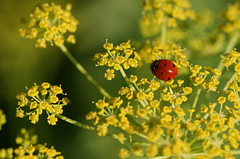 Red Ladybug on Yellow Fennel Flowers Macro