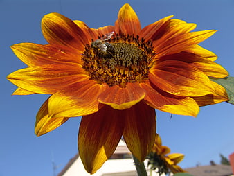 Close-up of a bumblebee on a red and yellow sunflower