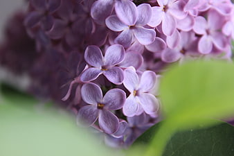 Close-up of purple lilac flowers with green leaves