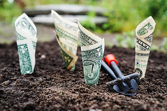 Dollar bills planted in soil with gardening tool