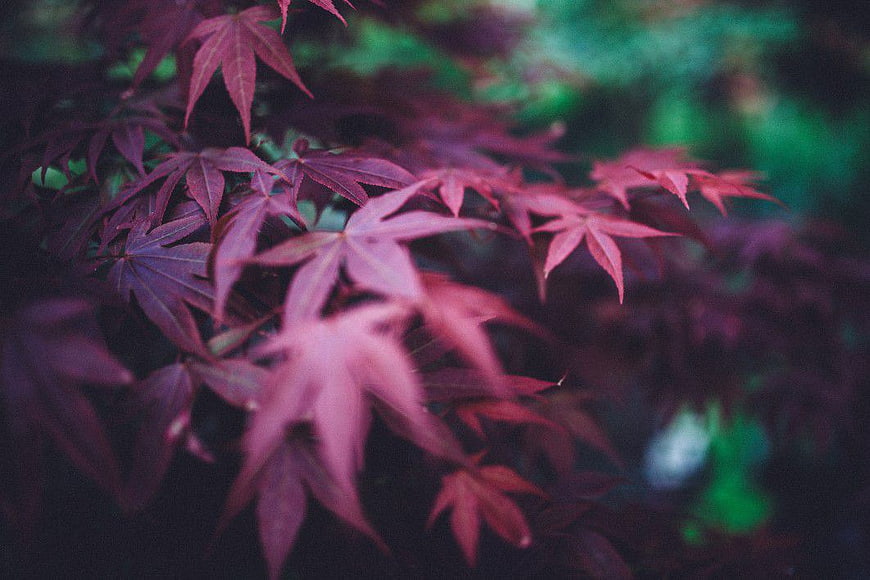 Close-up of Red Japanese Maple Leaves in a Park