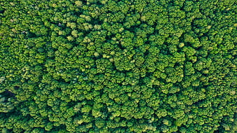 Aerial View of Dense Green Forest Canopy