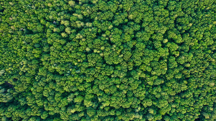 Aerial View of Dense Green Forest Canopy