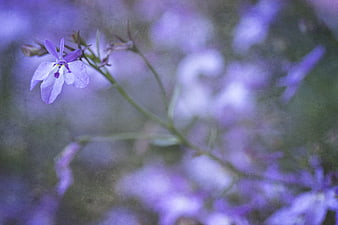 Soft Focus Purple Lobelia Flower with Vintage Texture