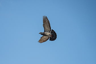 Pigeon in flight against clear blue sky