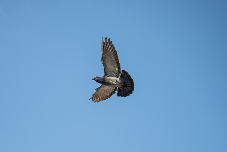 Pigeon in flight against clear blue sky