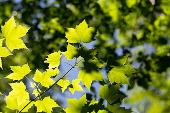 Sunlit Green Maple Leaves Against Blue Sky