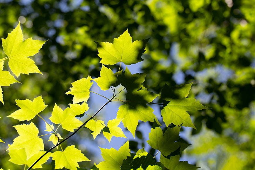 Sunlit Green Maple Leaves Against Blue Sky