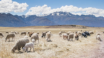 Flock of sheep grazing in a mountain pasture