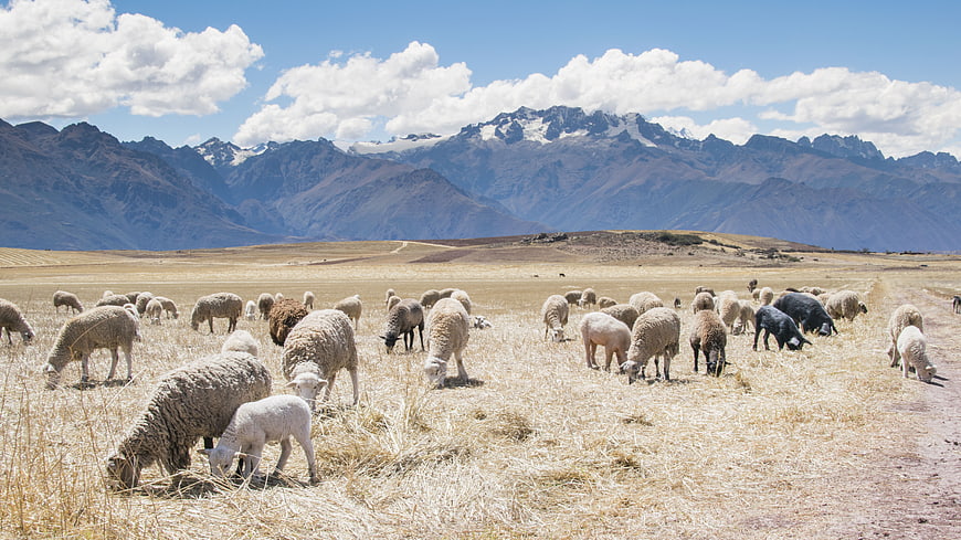 Flock of sheep grazing in a mountain pasture