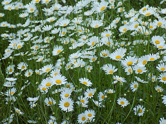 Field of white chamomile flowers with yellow centers