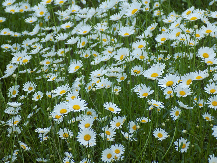 Field of white chamomile flowers with yellow centers