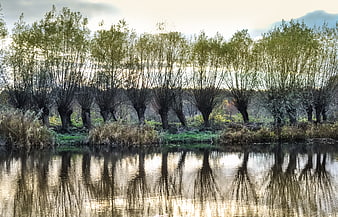 Row of pollarded willow trees reflected in calm lake water