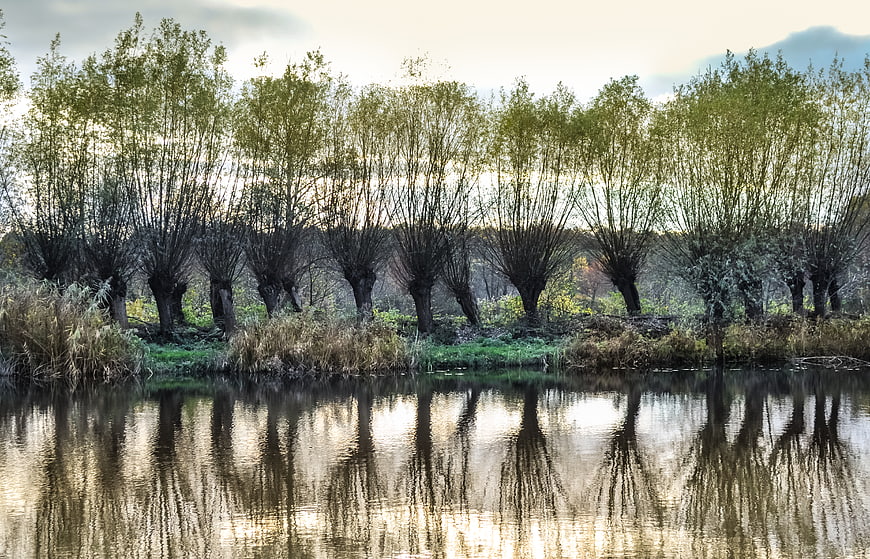Row of pollarded willow trees reflected in calm lake water