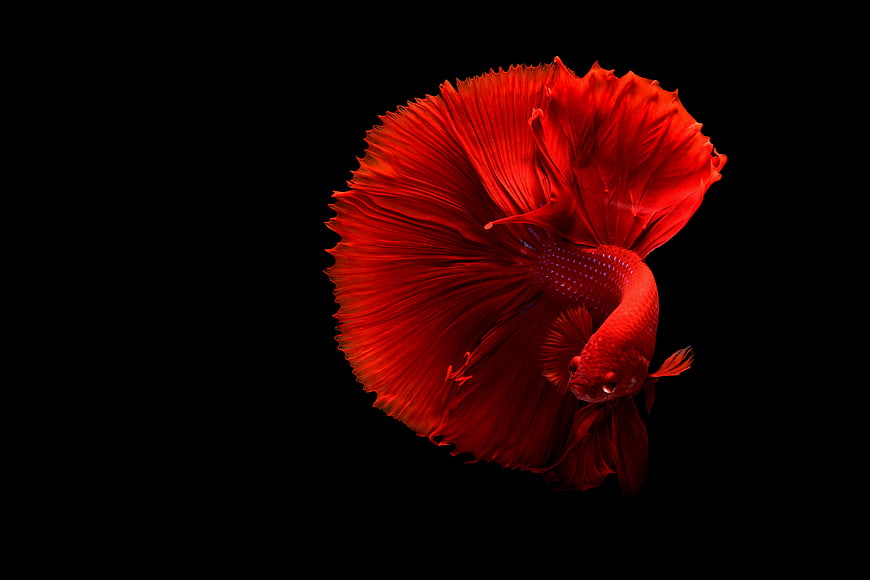 Vibrant Red Betta Fish Swimming Against Black Background