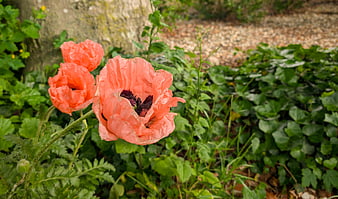 Vibrant Orange Poppies in a Lush Green Garden