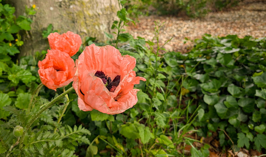 Vibrant Orange Poppies in a Lush Green Garden