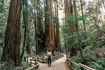 Hiker walking on trail through giant redwood forest