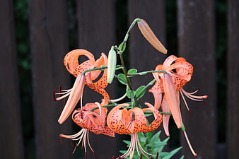 Orange Tiger Lily Flowers Blooming Against Wooden Fence