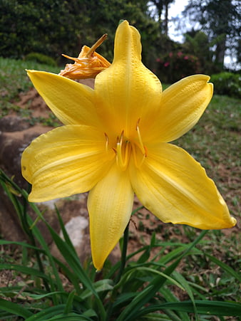 Close-up of a vibrant yellow daylily flower in a garden