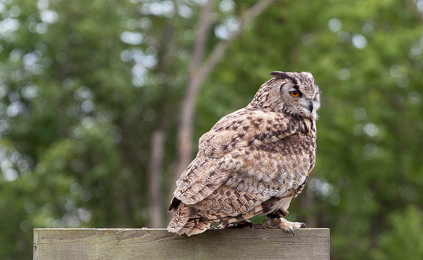 Great Horned Owl Perched on Wooden Post