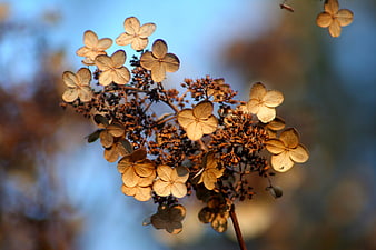 Dried hydrangea flowers in autumn sunlight