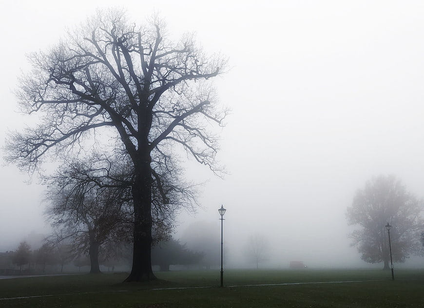 Silhouette of large oak tree in foggy park