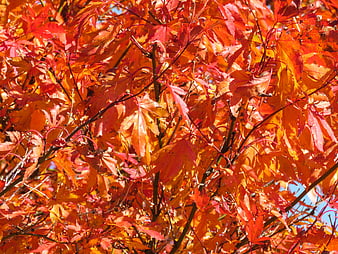 Vibrant Red and Orange Japanese Maple Leaves in Autumn Sunlight