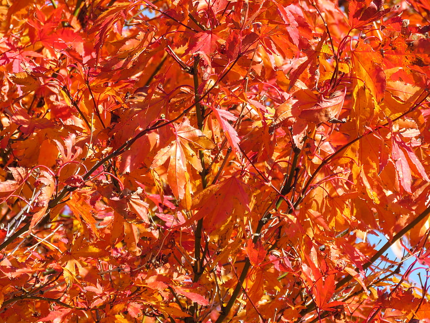 Vibrant Red and Orange Japanese Maple Leaves in Autumn Sunlight