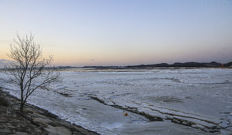 Frozen winter sea landscape with cracked ice and bare tree