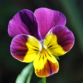 Close-up of a vibrant purple and yellow pansy flower