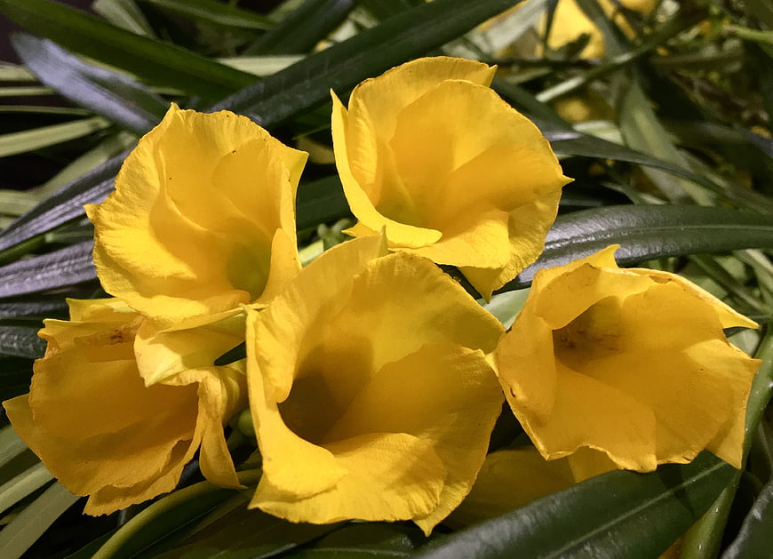 Close-up of vibrant yellow desert rose flowers with green leaves