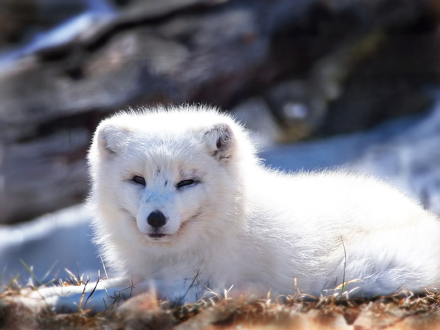 Cute white arctic fox resting in snowy nature