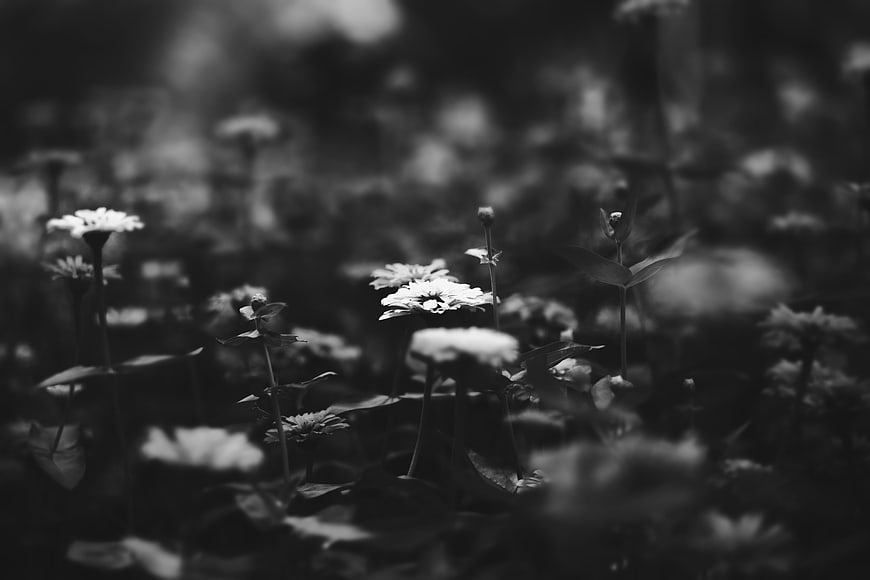 Black and white zinnia flowers in a garden