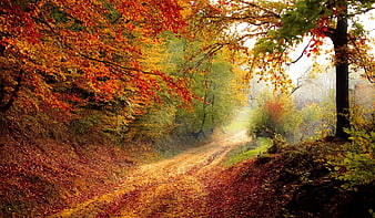 Misty Autumn Forest Path with Vibrant Orange and Red Foliage