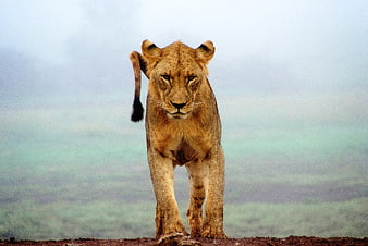 Young Lion Walking Towards Camera on Highland Ridge