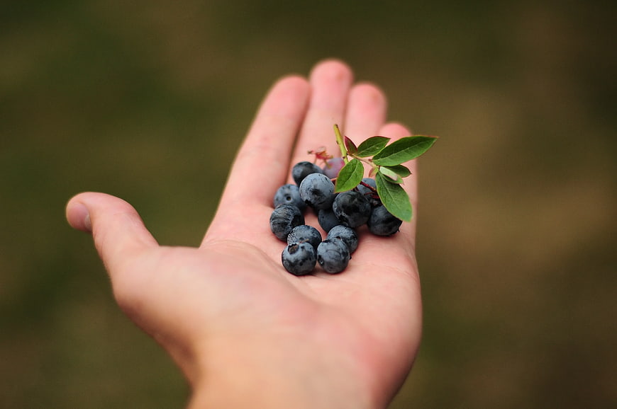 Hand holding fresh blueberries with leaves