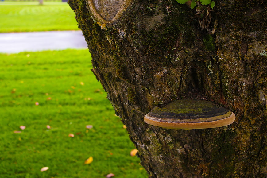 Close-up of Bracket Fungus Growing on Mossy Tree Bark