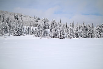 Serene Winter Landscape with Snow-Covered Pine Forest