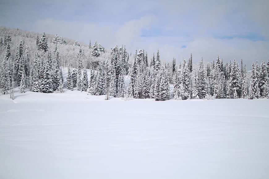 Serene Winter Landscape with Snow-Covered Pine Forest