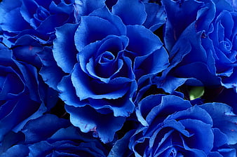 Vibrant Blue Roses Close Up