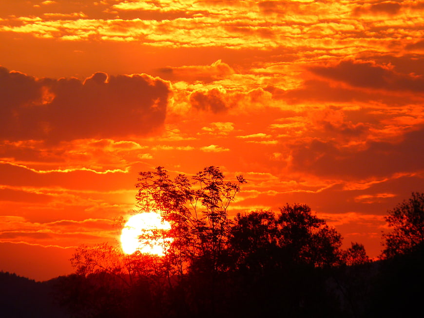 Vibrant Orange Sunset Sky with Silhouetted Trees