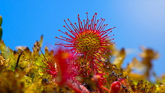 Close-up of Red Sundew Plant with Dew Drops