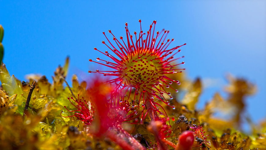 Close-up of Red Sundew Plant with Dew Drops