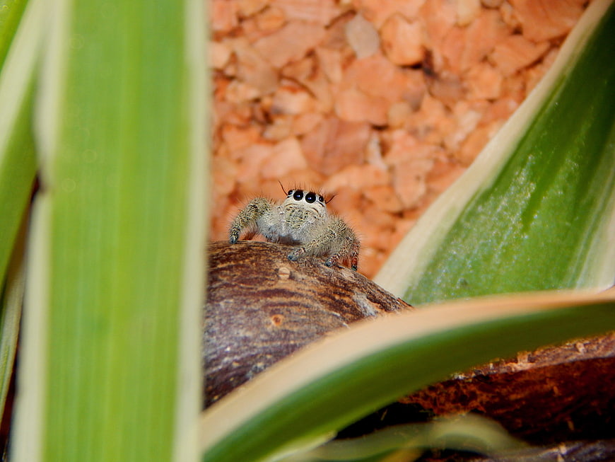 Close-up of a jumping spider on a branch