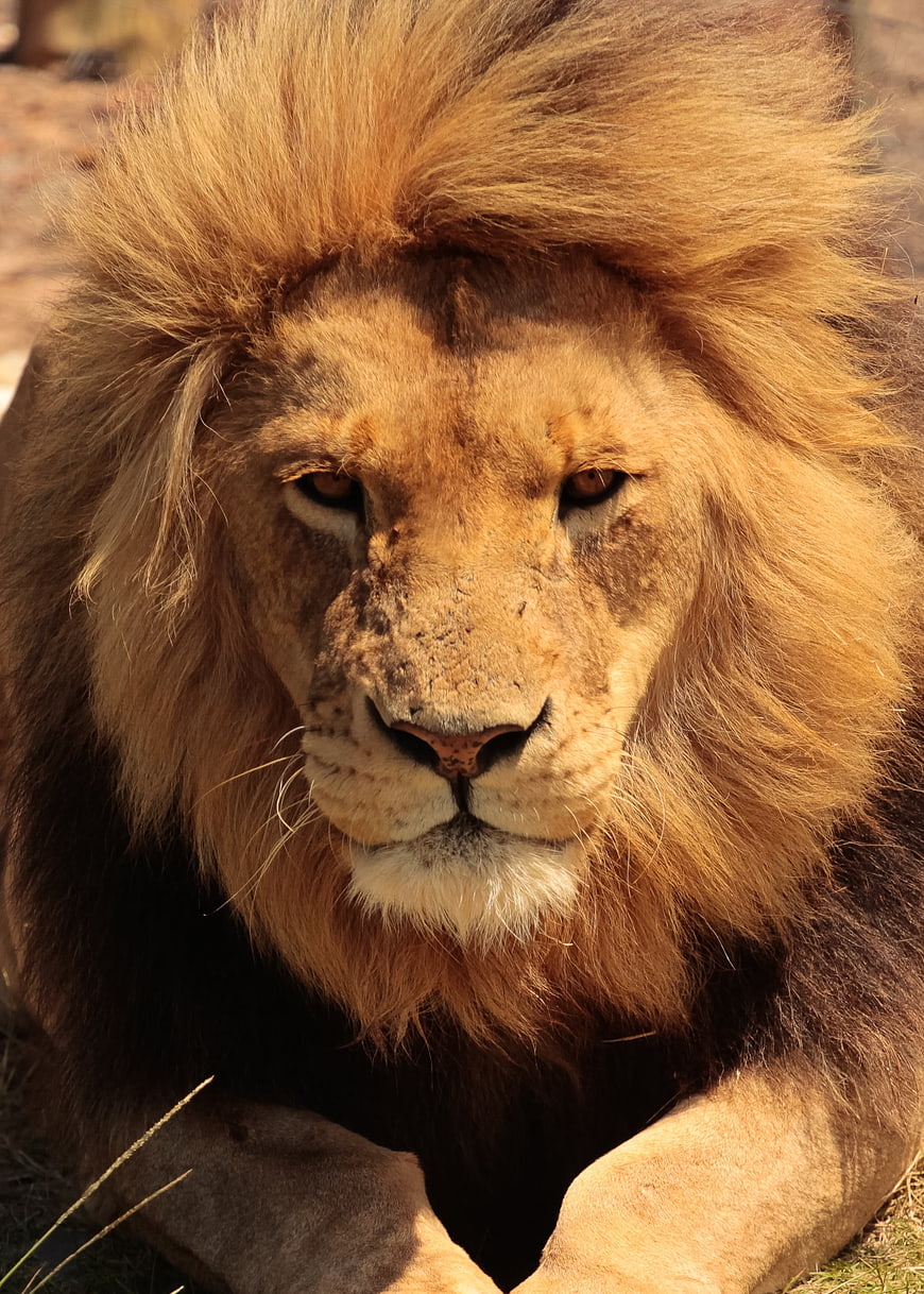 Close-up portrait of a male lion with a full mane