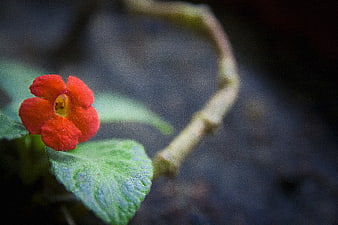 Close-up of vibrant red flower with green leaf